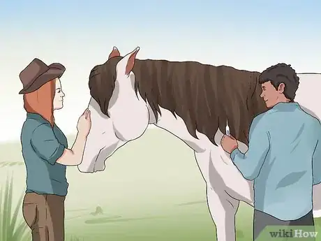 Imagen titulada Take a Horse's Temperature Step 5