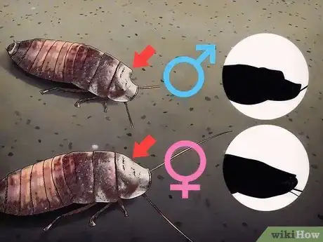 Imagen titulada Breed Hissing Cockroaches Step 6