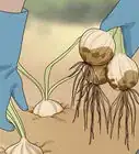 plantar una cebolla de otra cebolla
