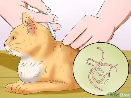 Imagen titulada Get Your Cat Out of the Malnutrition Stage Step 4