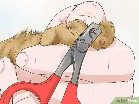 Imagen titulada Treat a Limping Cat Step 2