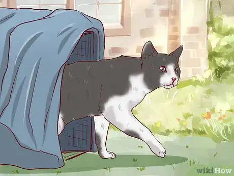Imagen titulada Catch a Stray Cat Step 11