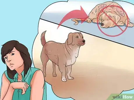 Imagen titulada Identify Mange on Dogs Step 18