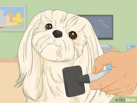 Imagen titulada Take Care of a Shih Tzu Step 1