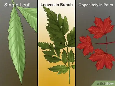 Imagen titulada Identify Trees by Leaves Step 2