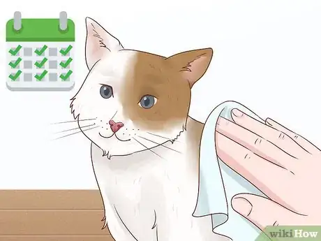 Imagen titulada Bathe a Cat Without Water Step 7