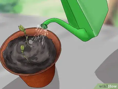 Imagen titulada Plant Apple Seeds Step 14