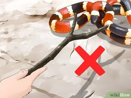 Imagen titulada Tell the Difference Between a Milk Snake and a Coral Snake Step 10