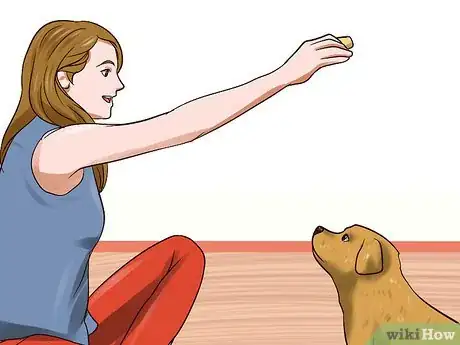 Imagen titulada Surrender a Dog Step 8