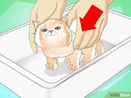 Imagen titulada Give a Kitten a Bath Step 3
