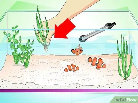 Imagen titulada Tell if Your Fish Is Sick Step 24