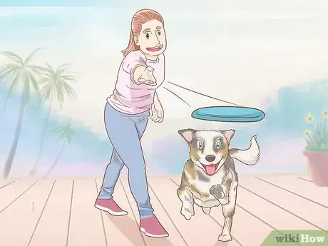 Imagen titulada Keep an Australian Shepherd Busy Step 2