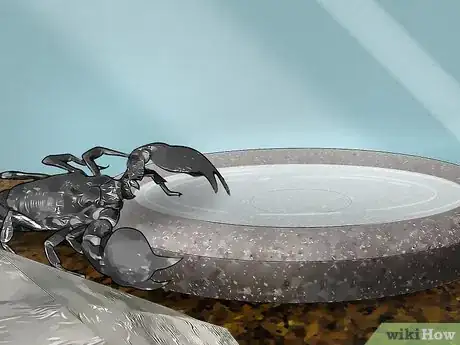 Imagen titulada Care for Emperor Scorpions Step 10