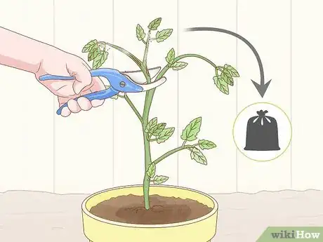 Imagen titulada Get Rid of Red Spider Mites Organically Step 6