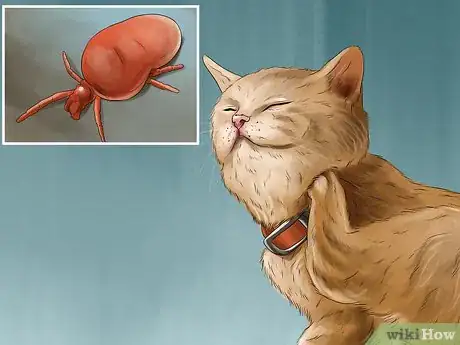 Imagen titulada Get Rid of Harvest Mite Infestations in Cats Step 1
