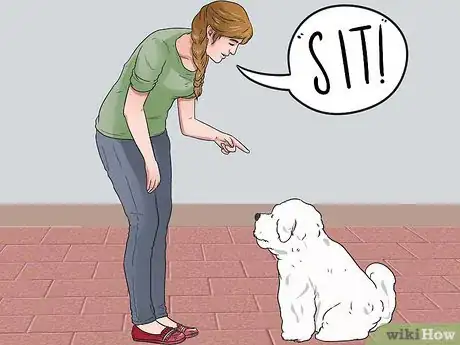 Imagen titulada Train a Bichon Frise Step 8
