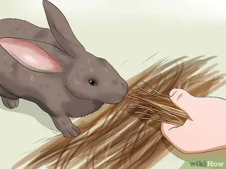 Imagen titulada Feed a House Rabbit Step 6