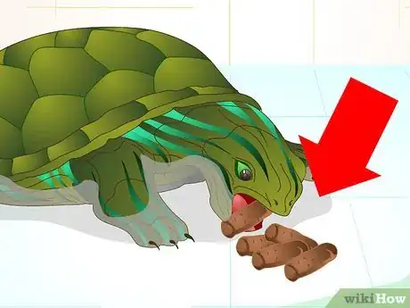 Imagen titulada Put a Sucker Fish in a Tank With a Turtle Step 1