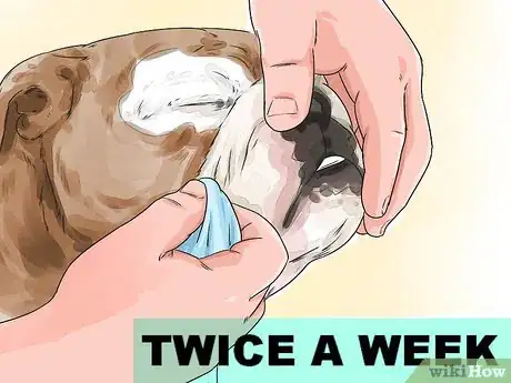 Imagen titulada Clean a Bulldog's Face Folds Step 12