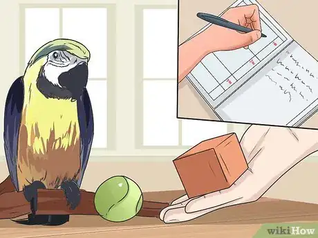 Imagen titulada Teach Your Bird to Talk Step 3