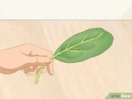 Imagen titulada Wash Spinach Step 3