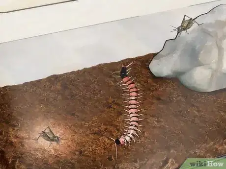 Imagen titulada Care for a Centipede Step 6