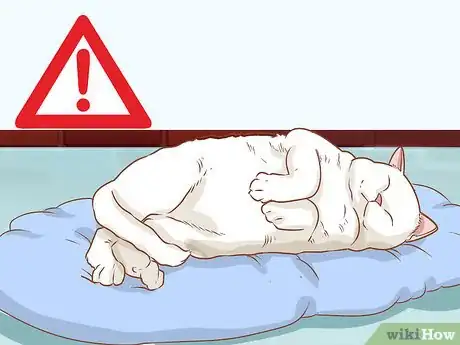 Imagen titulada Diagnose and Treat Rodent Ulcers in Cats Step 3