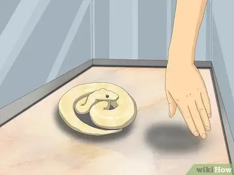 Imagen titulada Hold a Snake Step 2