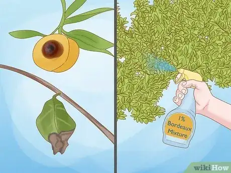 Imagen titulada Grow Nutmeg Step 24