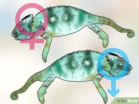 Imagen titulada Tell if a Chameleon Is Male or Female Step 13