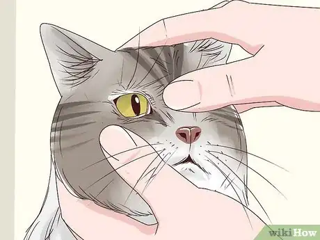 Imagen titulada Get a Cat to Stop Meowing Step 15