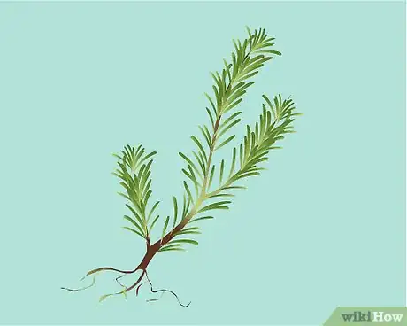 Imagen titulada Identify Rosemary Step 10