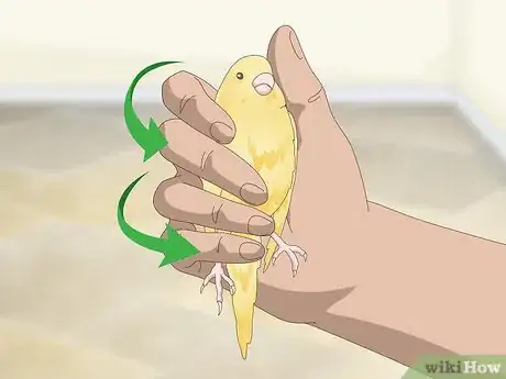 Imagen titulada Keep a Canary Groomed Step 7