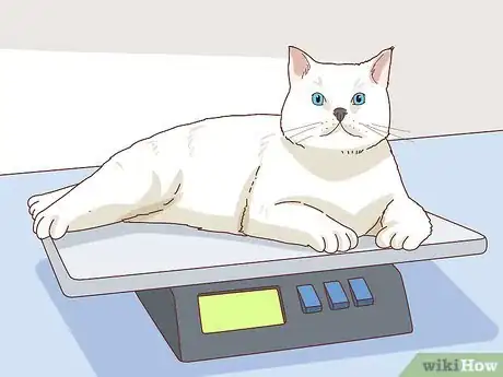 Imagen titulada Check Blood Sugar of a Cat Step 4