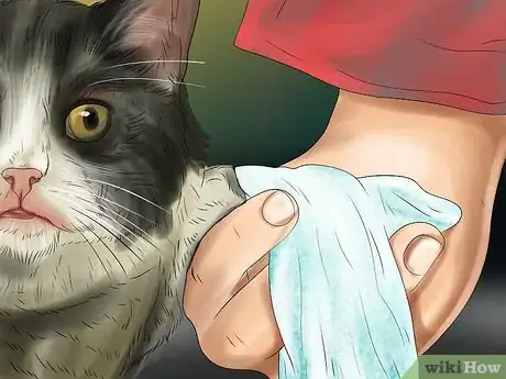 Imagen titulada Treat a Cat with a Broken Claw Step 9