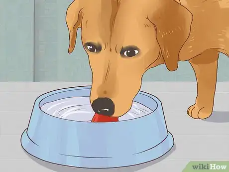 Imagen titulada Feed a Pregnant Dog Shortly Before Labor Step 3