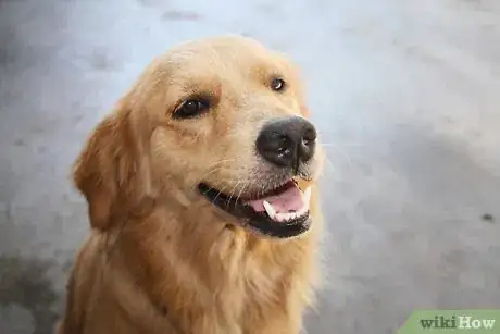 Imagen titulada Stop a Dog from Jumping Step 6
