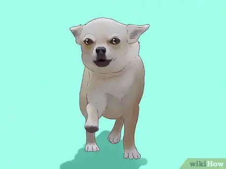 Imagen titulada Spoil a Chihuahua Step 2