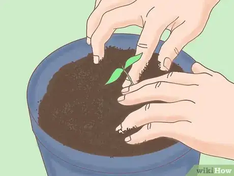 Imagen titulada Plant a Lemon Seed Step 22