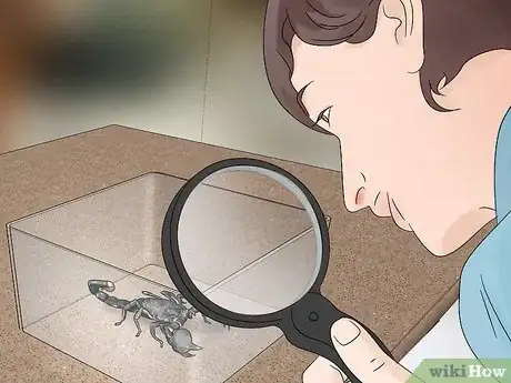 Imagen titulada Care for Emperor Scorpions Step 15