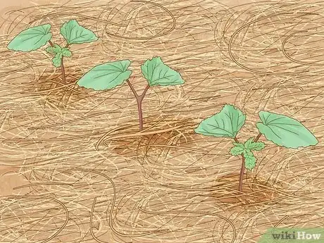 Imagen titulada Grow Okra Step 8
