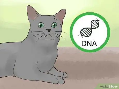 Imagen titulada Identify a Korat Cat Step 14