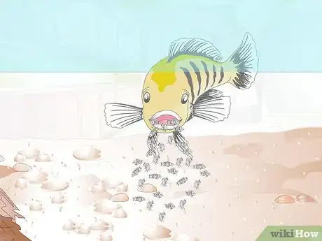 Imagen titulada Breed Malawi Cichlids Step 13