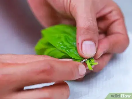 Imagen titulada Dry Basil Step 5