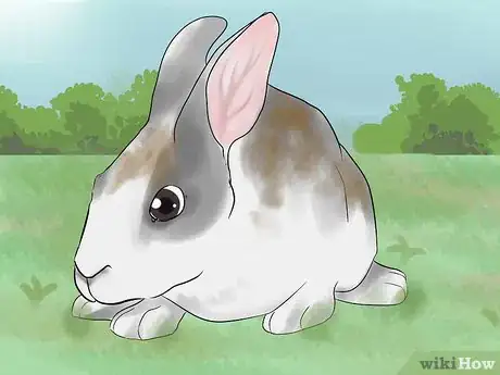 Imagen titulada Catch a Pet Rabbit Step 24