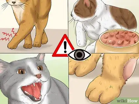 Imagen titulada Treat a Limping Cat Step 4