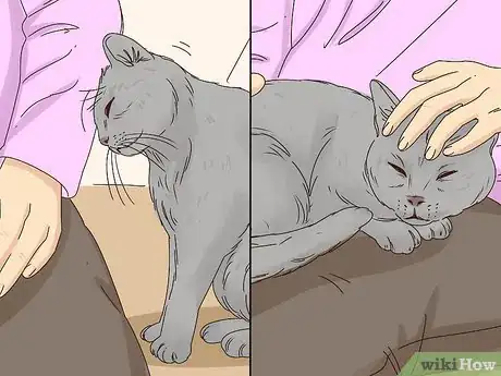 Imagen titulada Get a Cat to Stop Meowing Step 24
