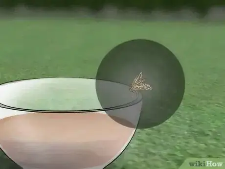 Imagen titulada Catch a Moth Step 4