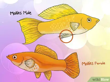 Imagen titulada Tell if Your Fish Is Having Babies Step 2