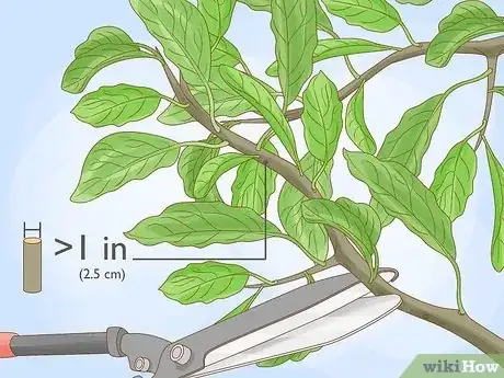 Imagen titulada Prune an Avocado Tree Step 2